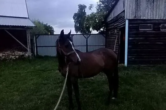 Klacz Angloarabska 2 lata, Świętokrzyskie, Piórków