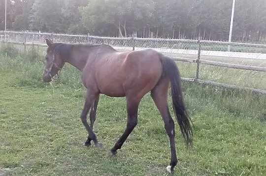 Klacz Angloarabska 2 lata, Świętokrzyskie, Piórków