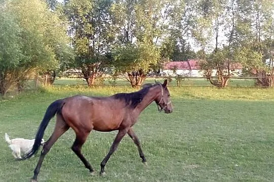 Klacz Angloarabska 2 lata, Świętokrzyskie, Piórków