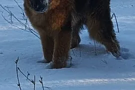 Pies owczarek niemiecki długo włosy, Niemcz