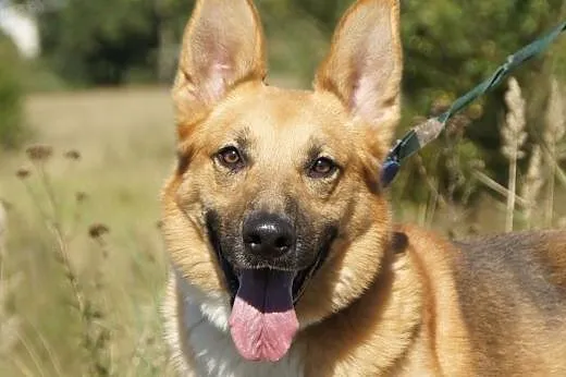 Baron :) pies, adopcja,  lubuskie Gorzów Wielkopol