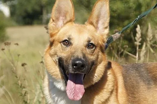 Baron :) pies, adopcja,  lubuskie Gorzów Wielkopol