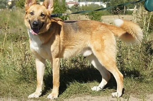 Baron :) pies, adopcja,  lubuskie Gorzów Wielkopol