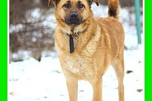 Dzieiolubna,łagodna,spokojna suczka KUNTA.Adopcja,  małopolskie Kraków