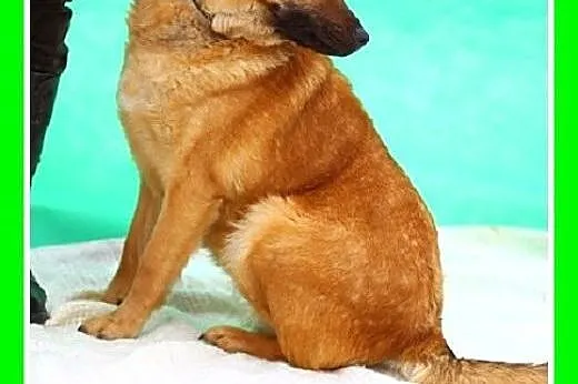 Dzieiolubna,łagodna,spokojna suczka KUNTA.Adopcja,