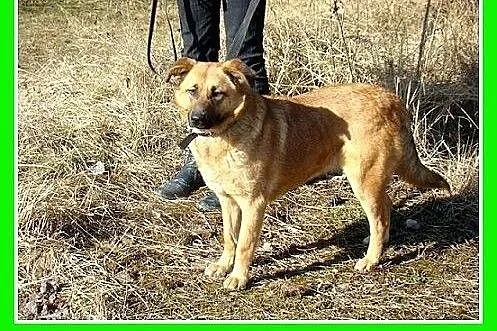 Dzieiolubna,łagodna,spokojna suczka KUNTA.Adopcja,