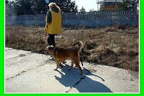 Dzieiolubna,łagodna,spokojna suczka KUNTA.Adopcja,