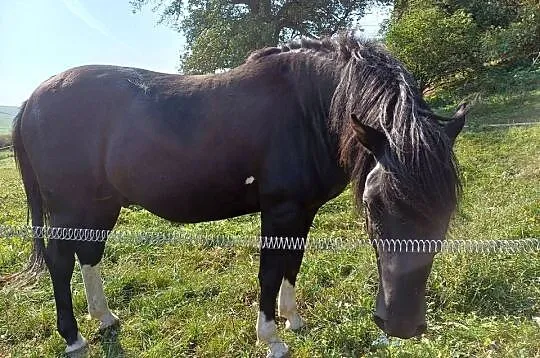 Ogier rasy huculskiej, Podlaskie, Suwałki