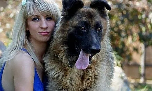 Ekson w typie owczarka niemieckiego Adopcja, Owcz