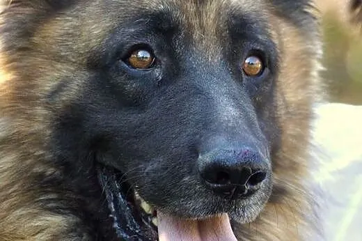 Ekson w typie owczarka niemieckiego Adopcja,  Owcz