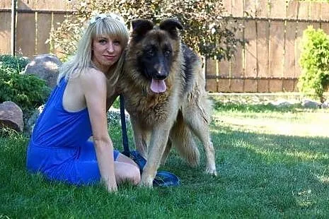 Ekson w typie owczarka niemieckiego Adopcja,  Owcz