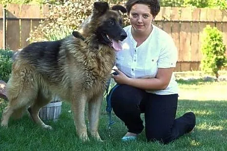 Ekson w typie owczarka niemieckiego Adopcja,  Owcz