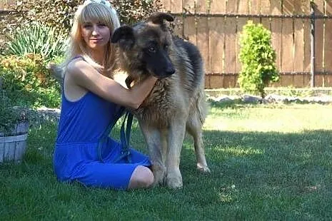 Ekson w typie owczarka niemieckiego Adopcja,  Owcz