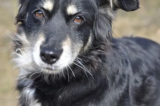 Luna - wspaniała psia piękność szuka domu.,  pomor