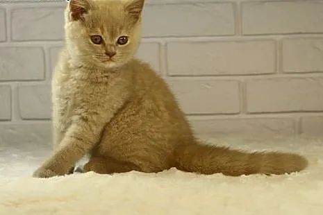 Kocieta Brytyjskie Krótkowłose -  dziewczyny,  Kot