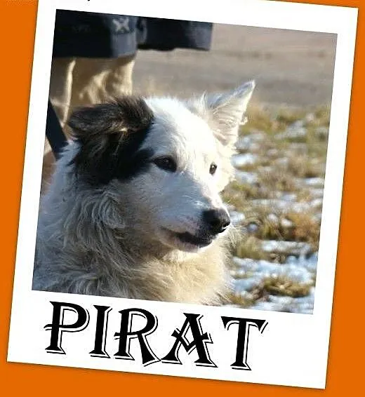Szpic mix,krótkie łapki,wesoły,przyjazny,towarzysk