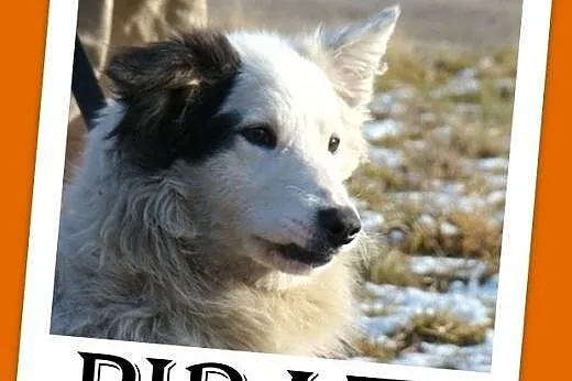Szpic mix,krótkie łapki,wesoły,przyjazny,towarzysk