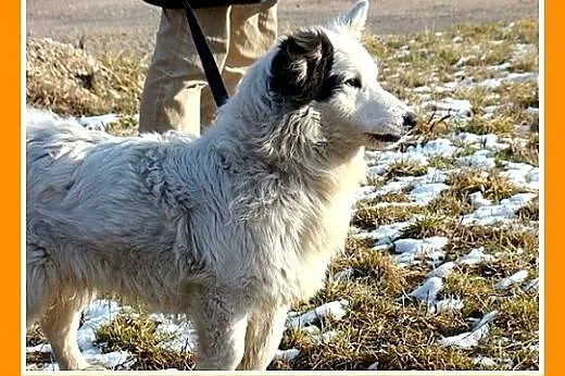 Szpic mix,krótkie łapki,wesoły,przyjazny,towarzysk