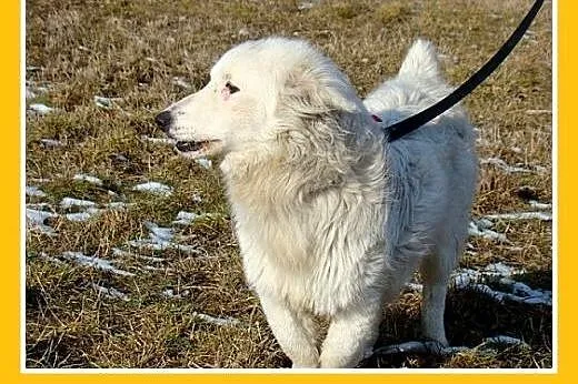 Szpic mix,krótkie łapki,wesoły,przyjazny,towarzysk