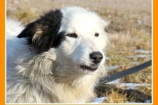 Szpic mix,krótkie łapki,wesoły,przyjazny,towarzysk