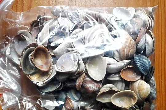 ozdoby do akwarium muszle kamienie ok. 2,7 kg, Śląskie, Katowice