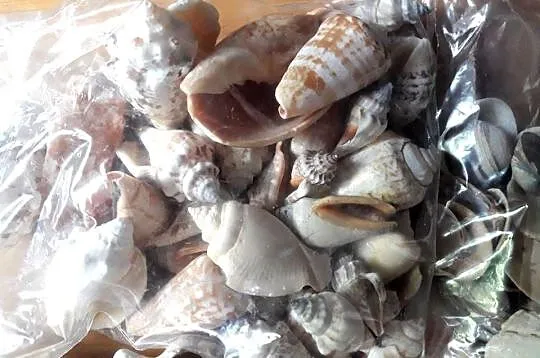 ozdoby do akwarium muszle kamienie ok. 2,7 kg, Śląskie, Katowice