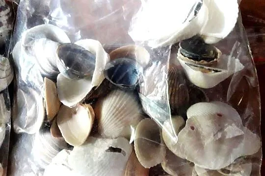 ozdoby do akwarium muszle kamienie ok. 2,7 kg, Śląskie, Katowice