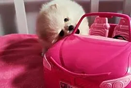 Szpic Pomeranian