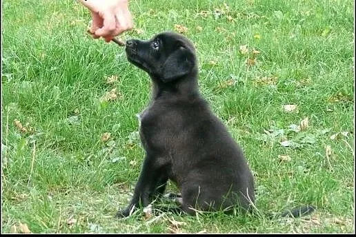 Cooper - dwumiesięczna kuleczka czeka na Ciebie!!!