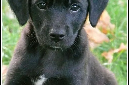 Cooper - dwumiesięczna kuleczka czeka na Ciebie!!!
