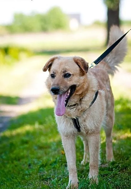 Ozzi - prawie jak golden retriever - do pilnej ado