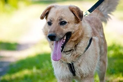 Ozzi - prawie jak golden retriever - do pilnej ado