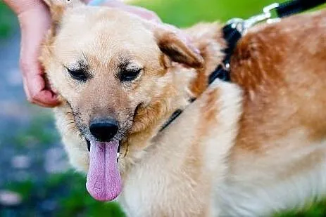 Ozzi - prawie jak golden retriever - do pilnej ado