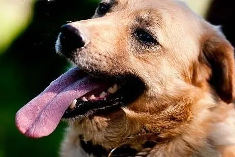 Ozzi - prawie jak golden retriever - do pilnej ado