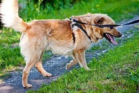 Ozzi - prawie jak golden retriever - do pilnej ado