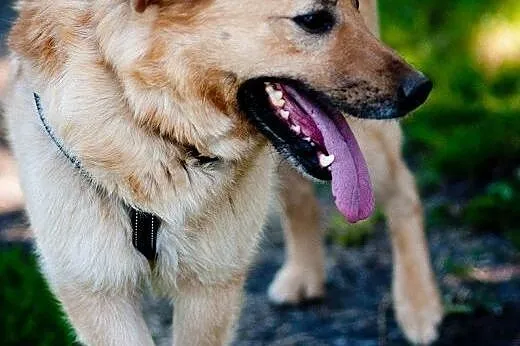 Ozzi - prawie jak golden retriever - do pilnej ado