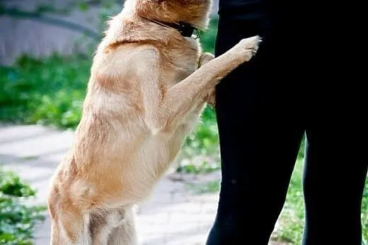 Ozzi - prawie jak golden retriever - do pilnej ado