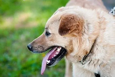 Ozzi - prawie jak golden retriever - do pilnej ado