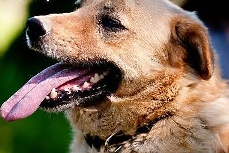 Ozzi - prawie jak golden retriever - do pilnej ado