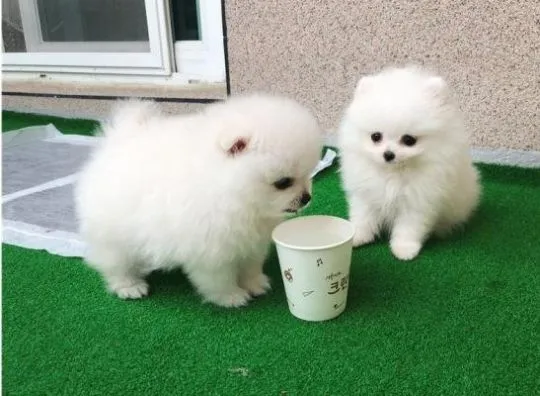 Dwa wspaniałe szczeniaki pomeraniana z certyfikatem T-Cup. Napisz do nas na WhatsApp: +27848239748, , Wrażniówka