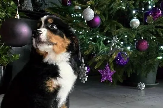 Berneńczyk czyli Berneński Pies Pasterski