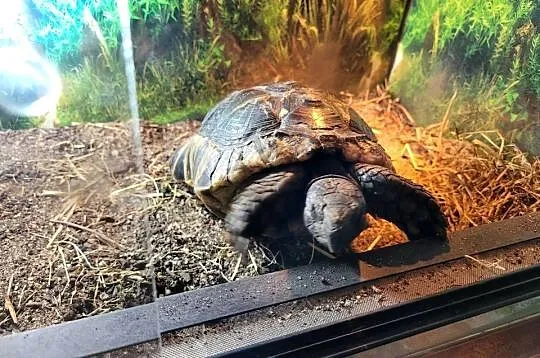 Żółw Obrzeżony samica., Wielkopolskie, Objezierze