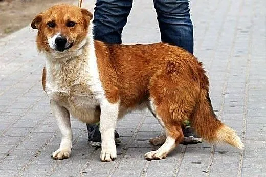 ZULA piękna, łagodna sunia z krainy przegubowców, 