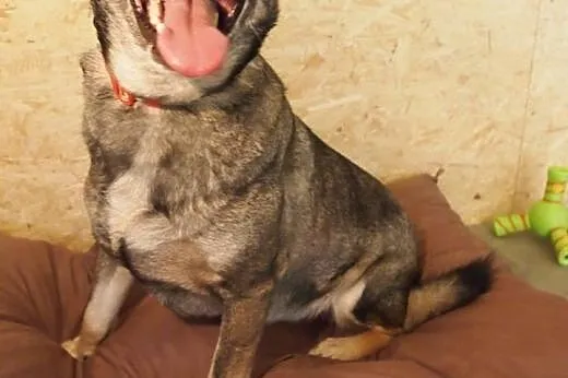 Rubi, psiak idealny szuka domku :),  kujawsko-pomo