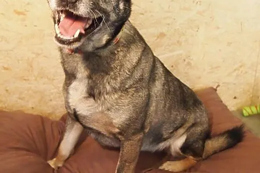 Rubi, psiak idealny szuka domku :),  kujawsko-pomo
