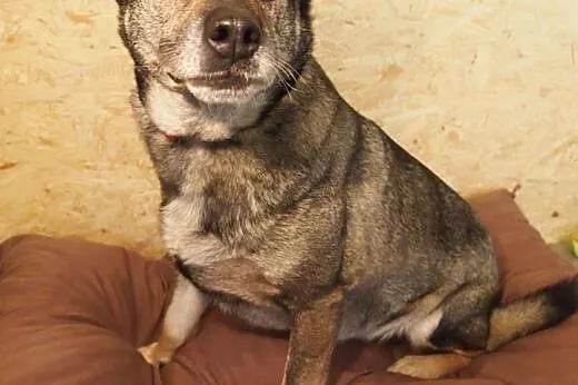 Rubi, psiak idealny szuka domku :),  kujawsko-pomo