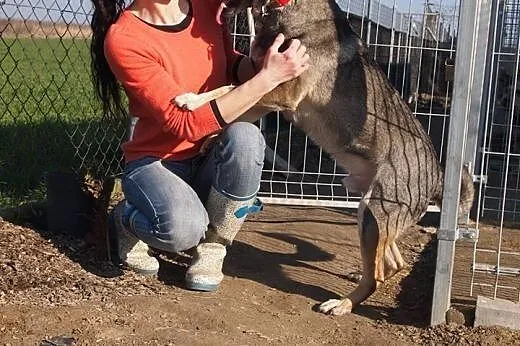 Rubi, psiak idealny szuka domku :),  kujawsko-pomo