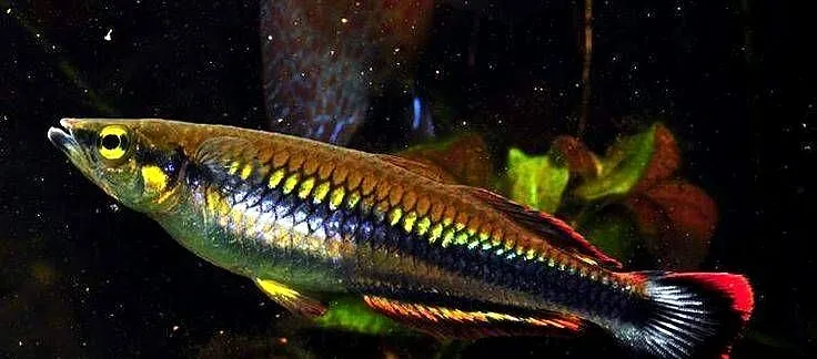 Bedocja madagaskarska - Aterynka - Bedotia geayi - WYSYŁKA, Pomorskie, Gdańsk