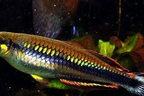 Bedocja madagaskarska - Aterynka - Bedotia geayi - WYSYŁKA, Pomorskie, Gdańsk