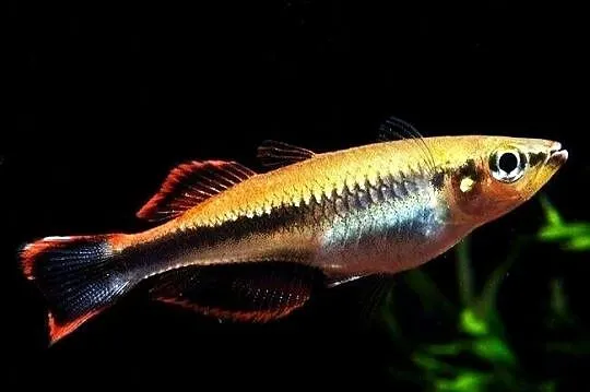 Bedocja madagaskarska - Aterynka - Bedotia geayi - WYSYŁKA, Pomorskie, Gdańsk